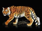 Tijger in het regenwoud